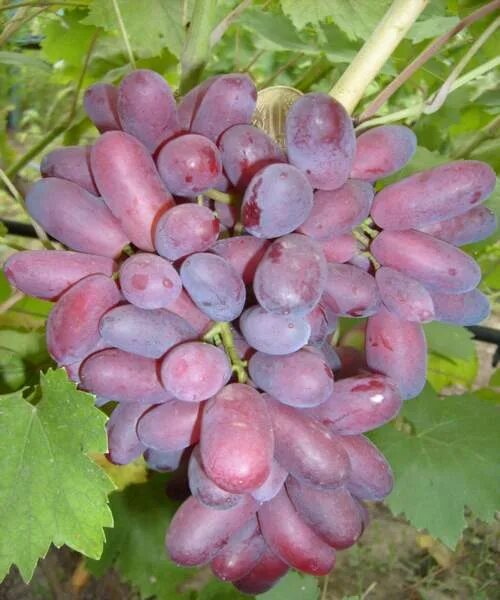 Виноград изюминка. Сорт винограда изюминка. Изюминка розовый виноград. Боготян розовый виноград. Гибридная форма винограда Славута.