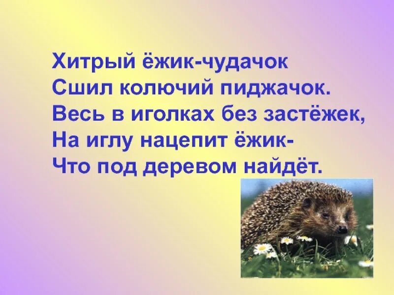 Ежик ежик сколько времени. Хитрый ежик чудачок сшил колючий пиджачок. ежи ежик дачок сел колючий. хитрый еж. воронько хитрый ежик.