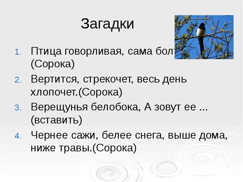 Загадка про сороку. Загадка про сороку для дошкольников. Загадка про сороку для детей. Загадки про птиц. Беседа сороки