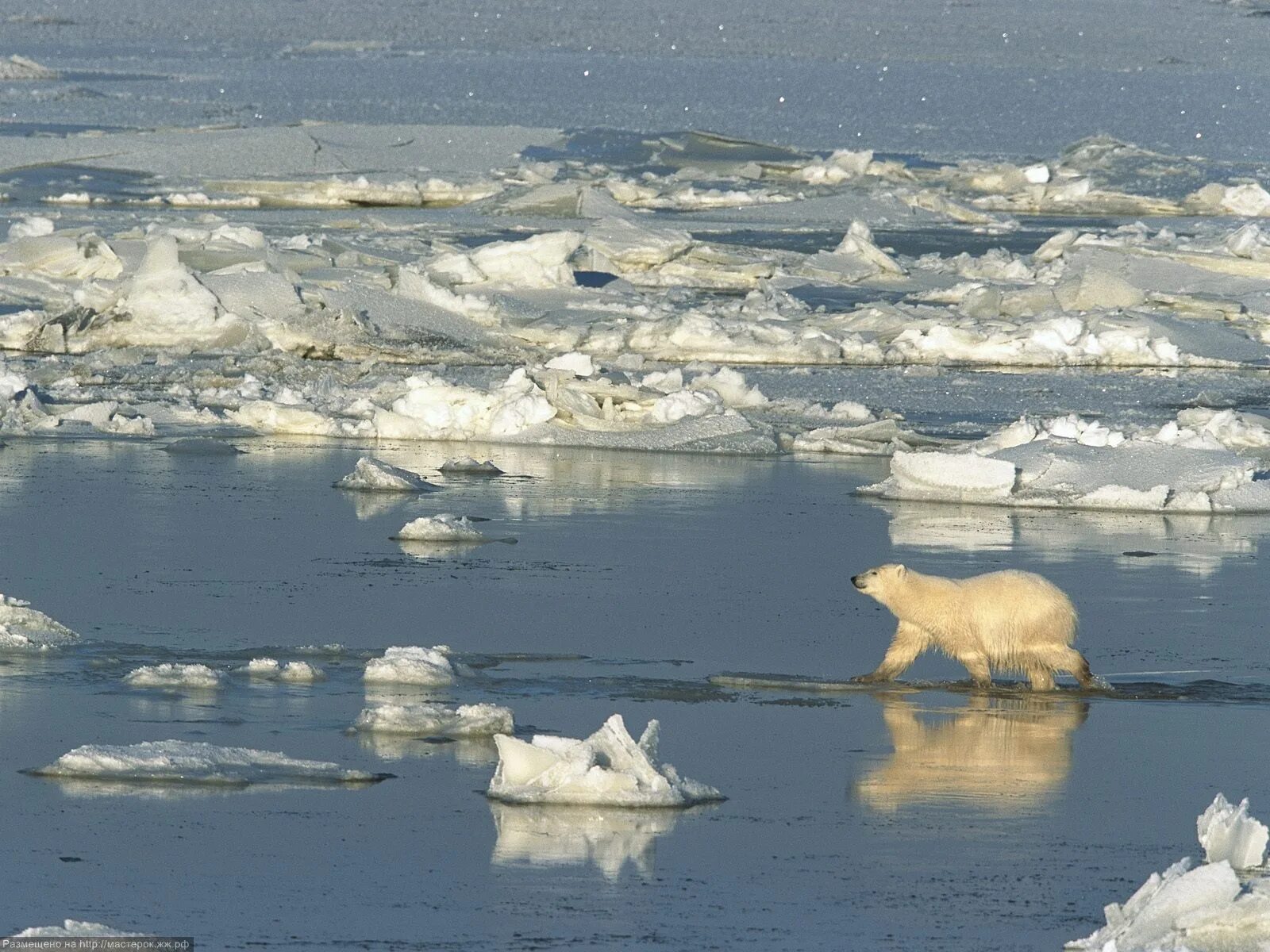 Арктические пустыни евразии и северной америки. Канада Гудзонов залив. Северная Америка Гудзонов залив. Гудзонов залив природа. Гудзонов залив Северный океан.