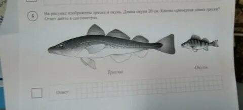 На рисунке изображены треска и окунь длина трески 20 см какова примерная длина окуня