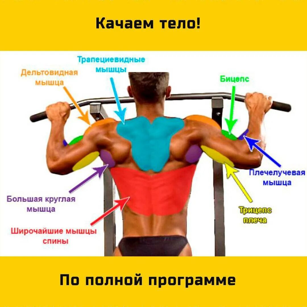 Подтягивания какие мышцы работают при разных. Подтягивания. упражнения для подтягивания. подтягивание на перекладине. подтягивание на перекладине какие мышцы работают.