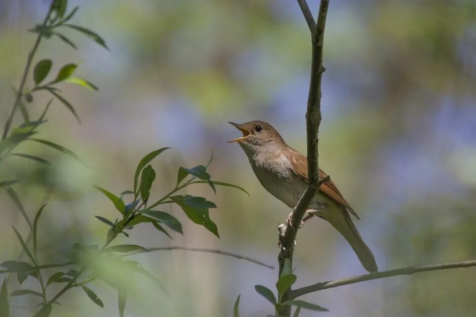 Luscinia megarhynchos. Соловей Кубани. Южный Соловей. Певчие птицы Адыгеи.