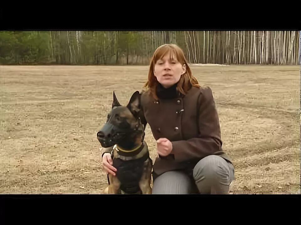 Школа бесконфликтной дрессировки. Бесконфликтная дрессировка. Школа бесконфликтной дрессировки. Вяткин алекс бесконфликтная дрессировка. Школа бесконфликтной дрессировки.