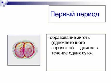 Зигота слова
