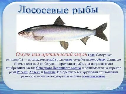 Омуль арктический что за рыба