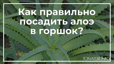 Замочить семена в алоэ перед посадкой