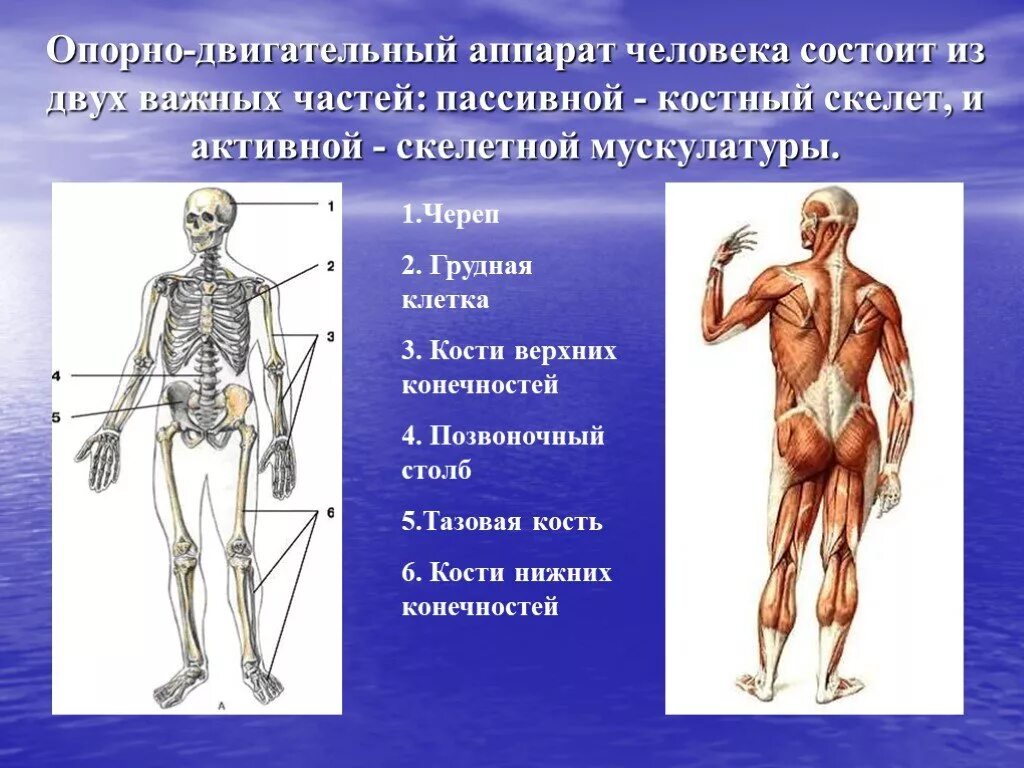 Скелет и мышцы 8 класс