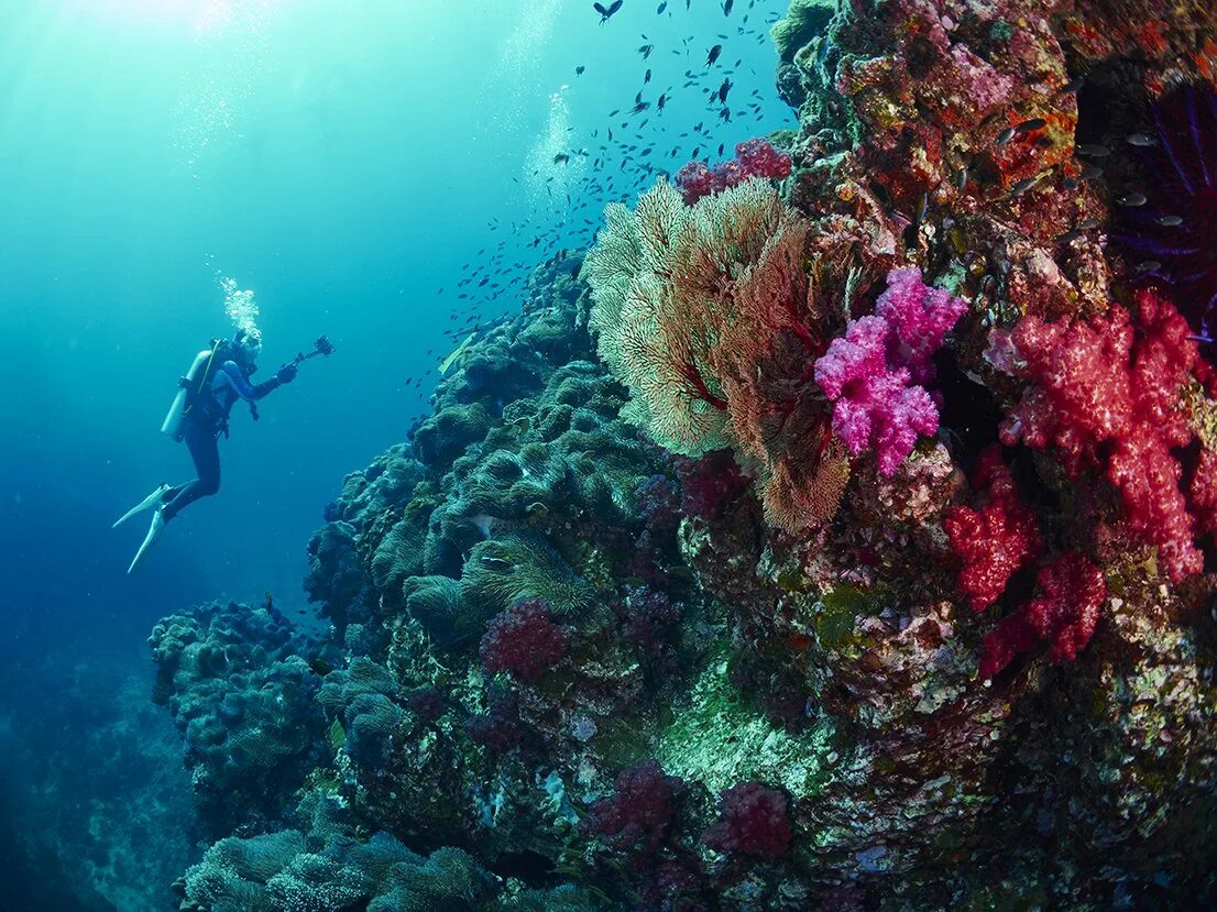 Жизнь в глубине моря. Симиланы дайвинг. Красное море риф дайвер. Коралловый риф акваланг. Дайвинг в Таиланде Симиланы.