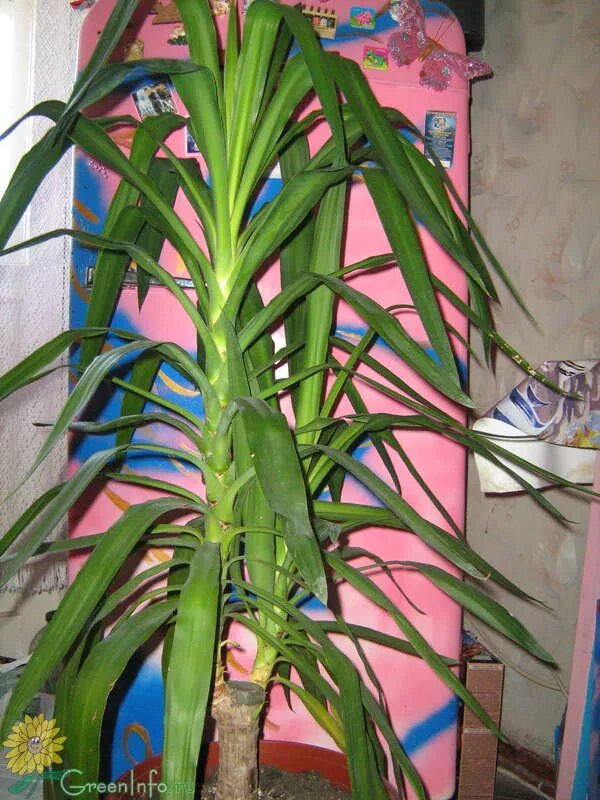 Почему у юкки скручиваются листья. У юкки метельчатой желтые листья. Драцена юкка пожелтела. Jukka listja skrucivajutsia. Драцена юкка пожелтела.