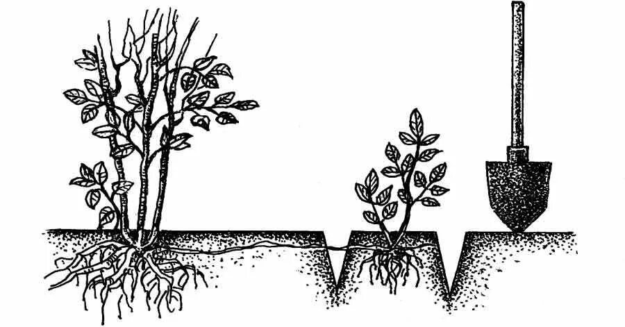 Корневые черенки ирги. Сирень корневая поросль. Сирень корневая поросль. Корневая поросль малины. Корневая поросль яблони.