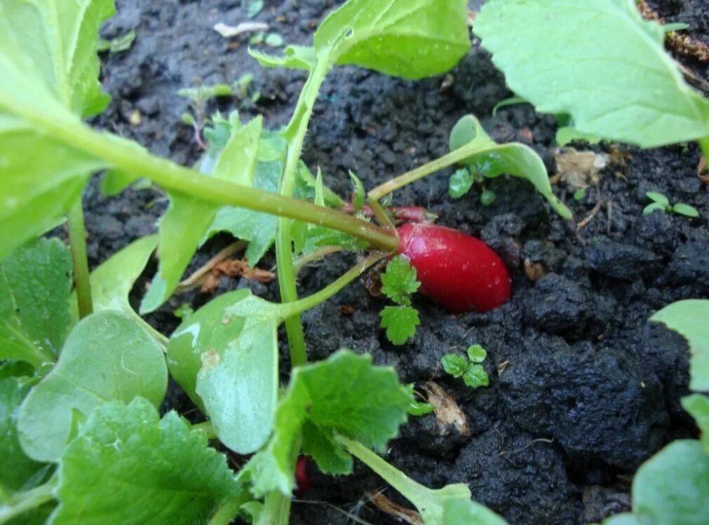 Полив редиса в открытом. Полив из лейки грядок. Подкормить редиску после всходов. Редиска в теплице. Редис растет.