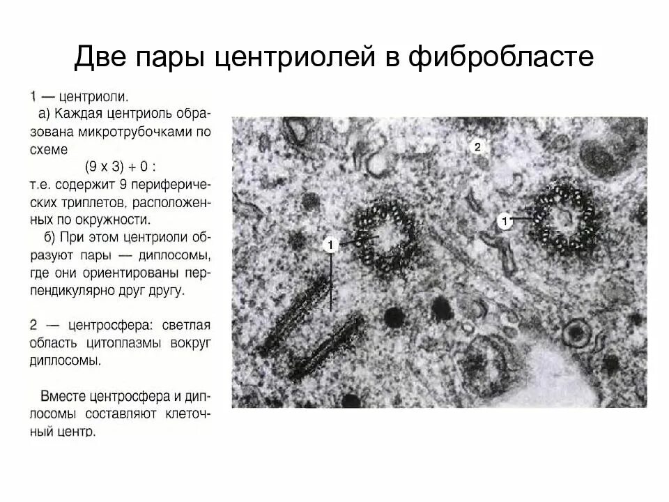 Какую функцию выполняет структура представленная на микрофотографии