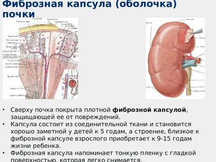 Фиброзная ткань функции