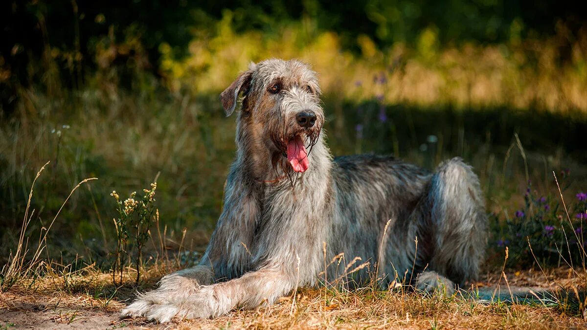 Волкодав характеристика породы. Ирландский волкодав. Ирландская борзая волкодав. Дирхаунд и ирландский волкодав. Ирландский волкодав белый.