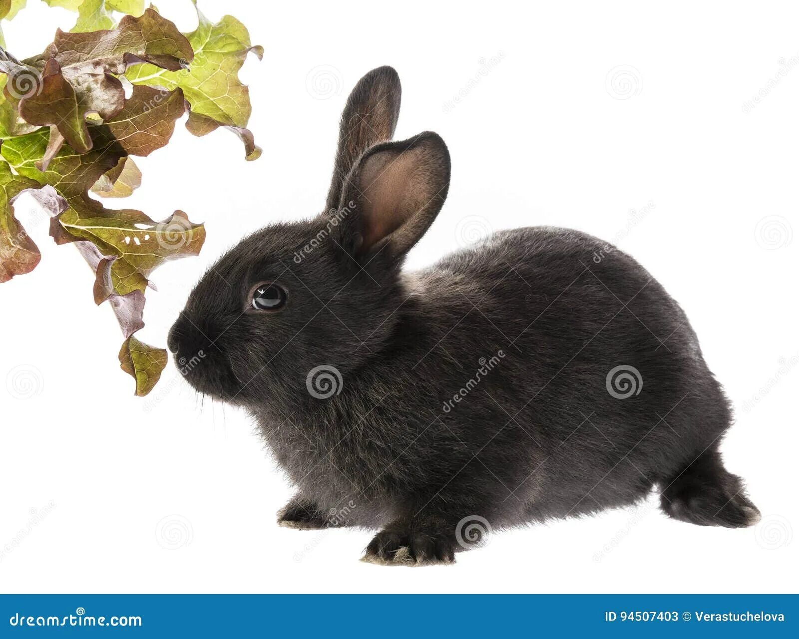 Черный кролик на английском. Черный кролик. Черный крольчонок без фона. Черный кролик без фона. Черный кролик на белом фоне.
