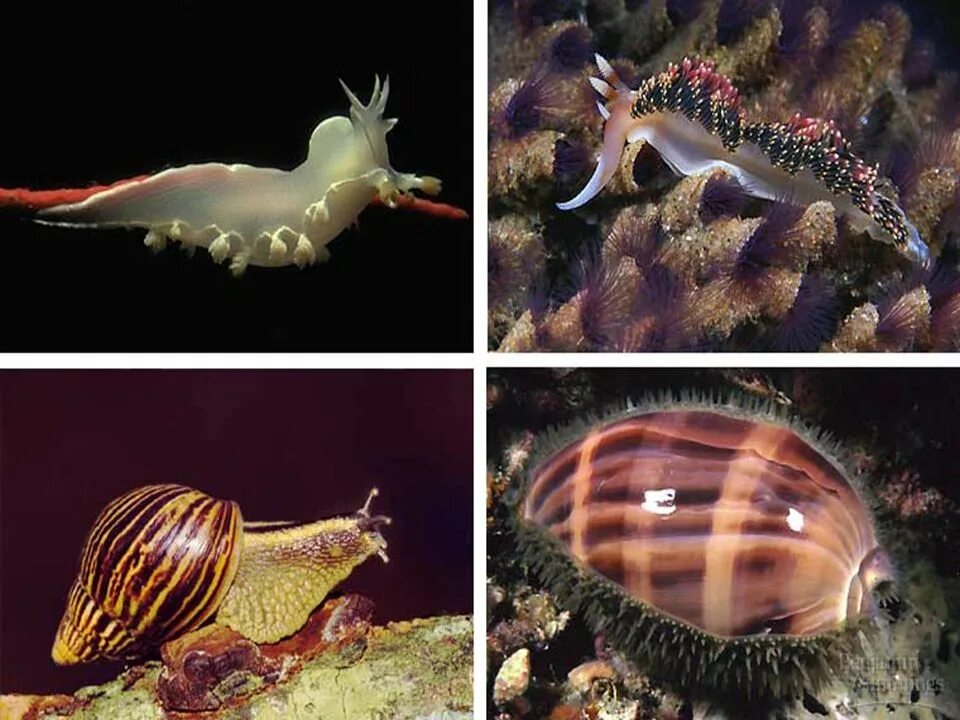 Морские брюхоногие моллюски представители. Беспозвоночные. Без позвоночные морские. Водные беспозвоночные. Низшее беспозвоночное животное