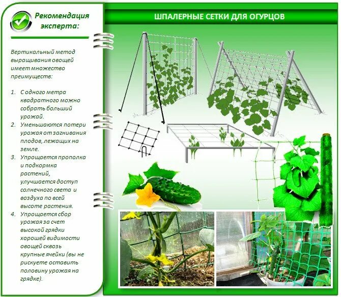 Какая земля нужна огурцам