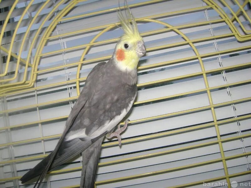 Попугай корелла птенец. Маленькие попугаи фото. Попугай на салютной. Корелла магазин. Корелла магазин.