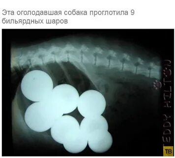 Собака съела шарик