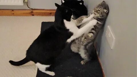 Кошки булл