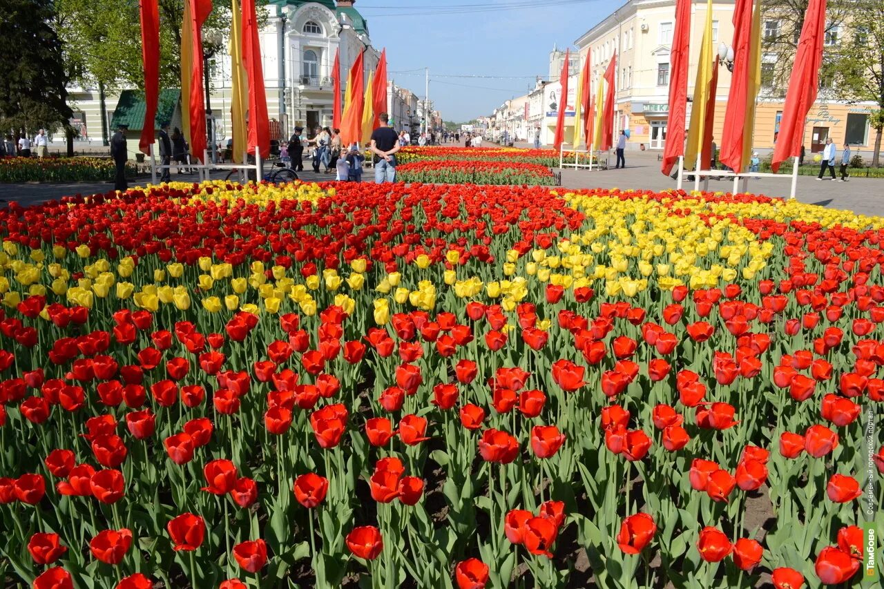 Купить тюльпаны череповец. Тамбов тюльпаны парк Победы. Петровский сквер Воронеж тюльпаны. Набережная Тамбов цветники. Тамбов цветет.