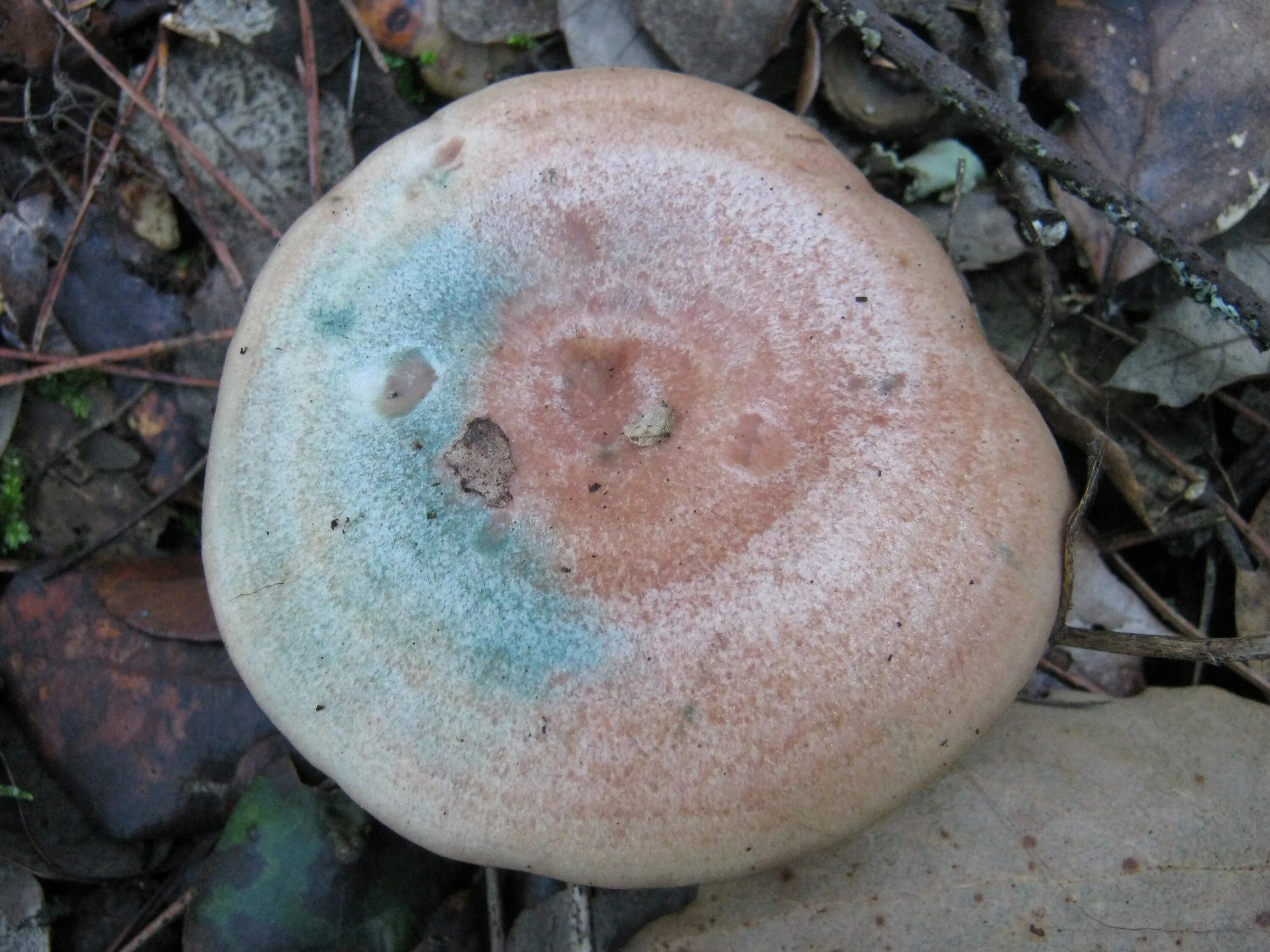 Lactarius semisanguifluus. Рыжик пластинчатый. Грибы грузди рыжики. Рыжики стали синими. Рыжики стали синими.