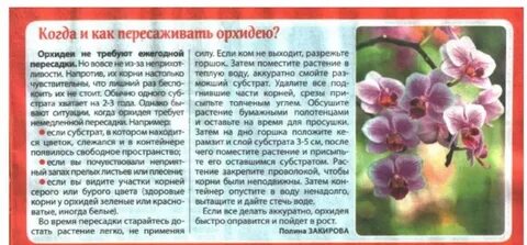Значение орхидеи на языке цветов