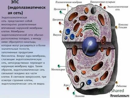 В цитоплазме клеток всех живых организмов встречается
