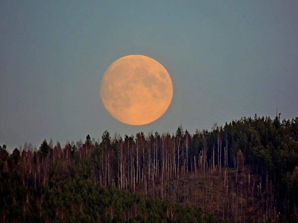 Луна которая восходит днем 12. Луна. восход луны. восход луны над лесом. восход полной луны.