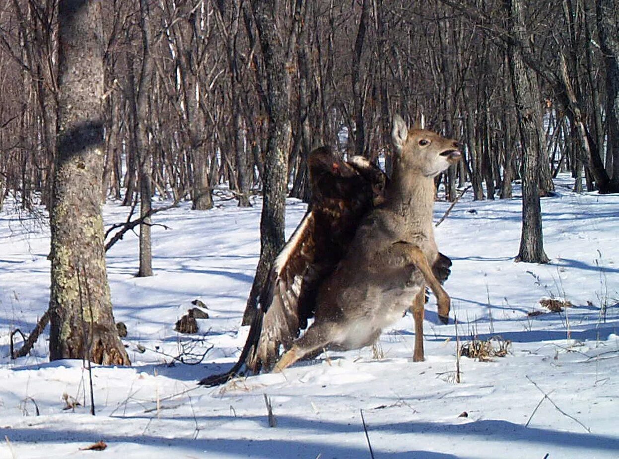 Добыча оленей