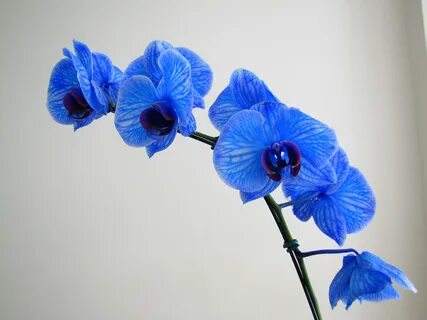 Wallpaper : blue, flower, eye, flora, petal, flor, land plant, flowering plant, 