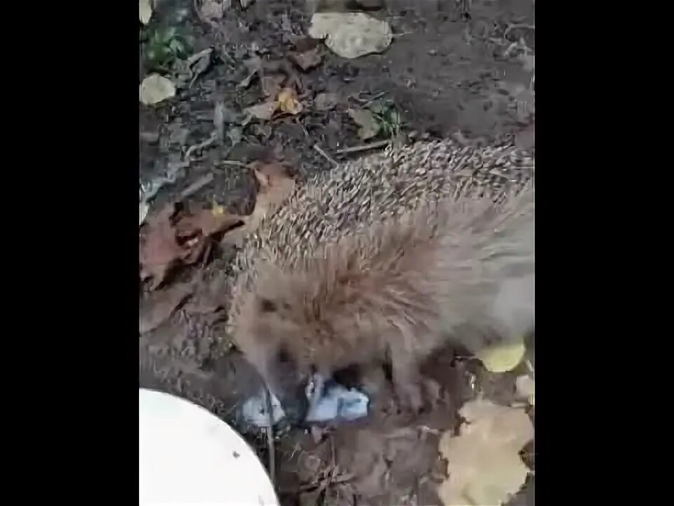 Кто ее родил 4 пьяных ежика. Ежик объелся фото. пьяных животных которые наелись ягод бородиных.