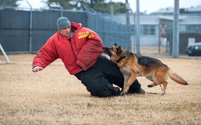 Кинолог с собакой. Подготовка караульных собак. Подготовка караульных собак. Немецкая овчарка окд. Малинуа зкс.