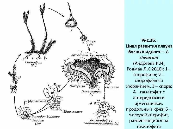 Плаун булавовидный схема. Цикл развития плауна булавовидного. Жизненный цикл плауна булавовидного схема. Жизненный цикл плауна булавовидного. Плауны размножение.