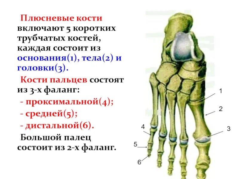 Стопа состоит из трех