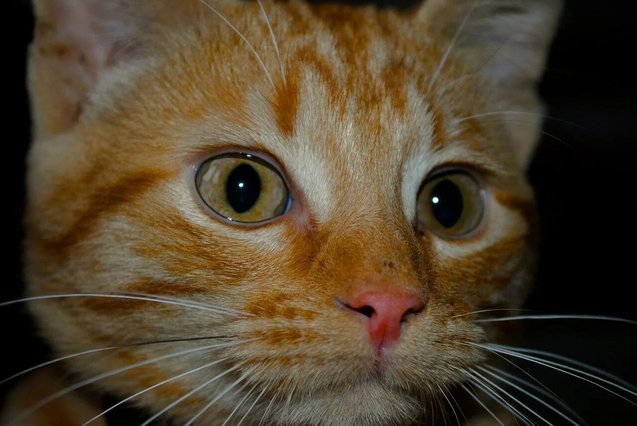 Рыжий кот лицо. Лицо котика. морда рыжего кота. лицо рыжего котика.