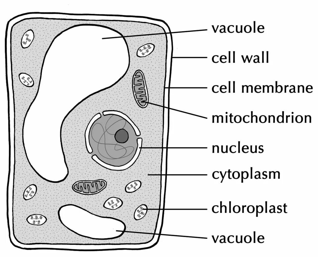 Write cell