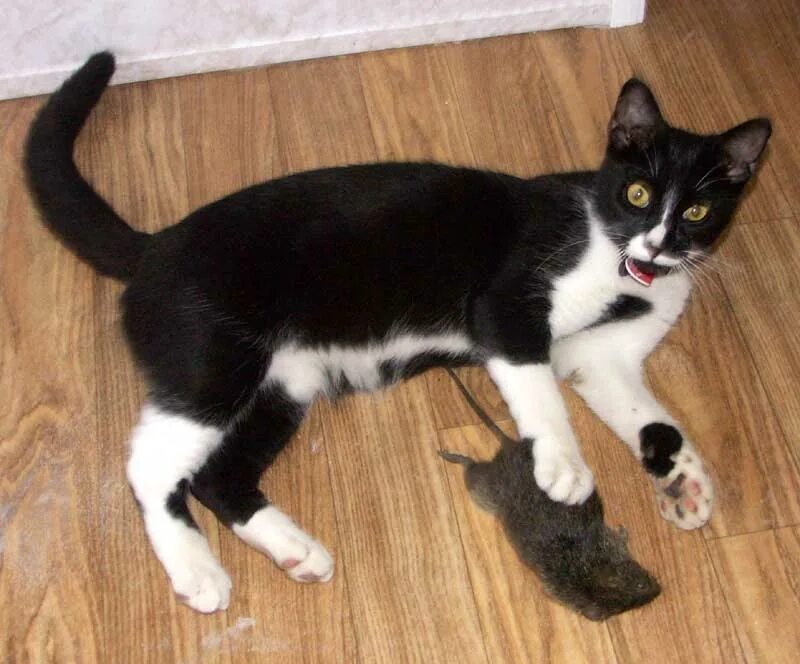 Сибирский крысолов порода кошки. Кот крысолов порода. Карельский крысолов. Кот крысолов порода. Сибирская крысоловка кошка.