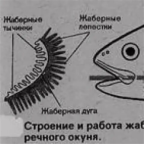 Функция жабр у речного окуня. Строение жабр речного окуня. строение жабр костных рыб. дыхательная система рыб. строение жабр рыб.