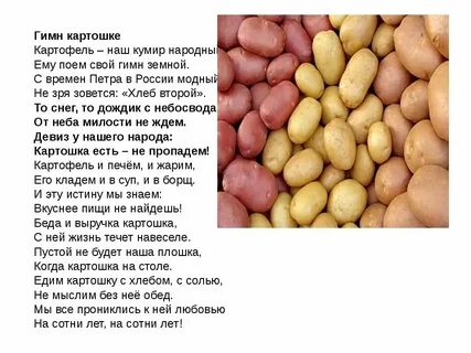 Ах картошка картошка в кожуре уголек текст