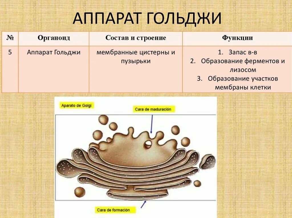 Выполняет секреторную функцию аппарат гольджи. Аппарат Гольджи функции органоида. Аппарат Гольджи животной клетки строение и функции. Строение органоида комплекс Гольджи. Функции аппарата Гольджи в растительной клетке.