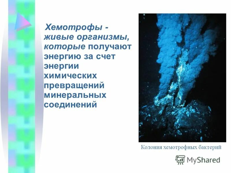 Хемотрофный тип питания примеры Хемотрофный тип питания