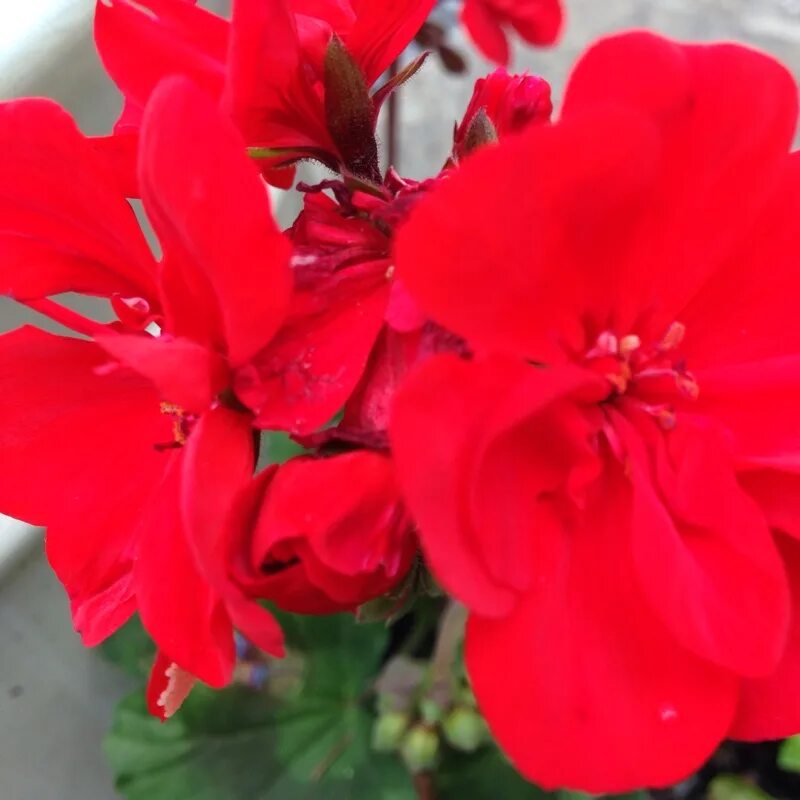 Пеларгония брайт лавендер. Grandeur bianco. Пеларгония андромеда. Пеларгония биг еезе ред. Пеларгония колорадо.