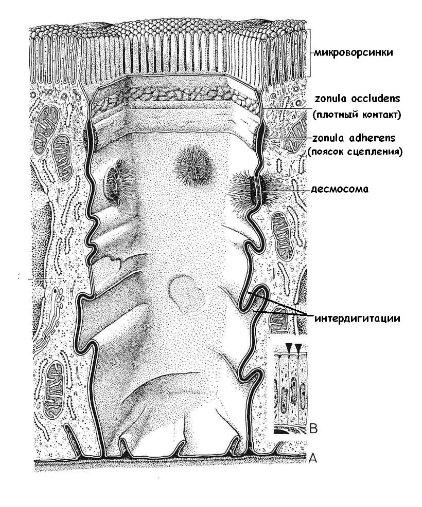 Опоясывающая десмосома гистология. Схема строения межклеточных контактов. Щлевой и плотный контакт. Межклеточные соединения гистология. Микроворсинки это