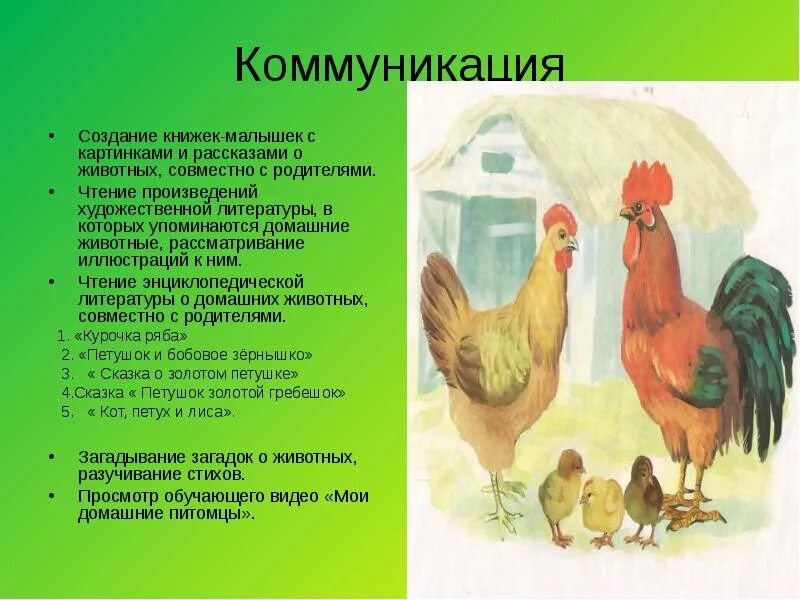 Рассказы петуха. План рассказа о домашних животных. рассказ про петуха. домашние животные рассказ для детей. рассказ о петушке.