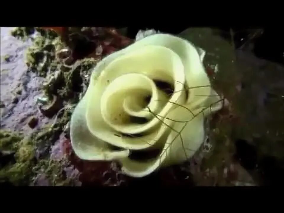 Морская роза фото Flowers of the sea FISHBIO Fisheries Consultants