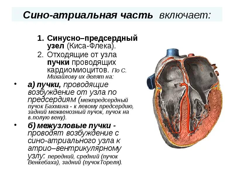 Назначение предсердия