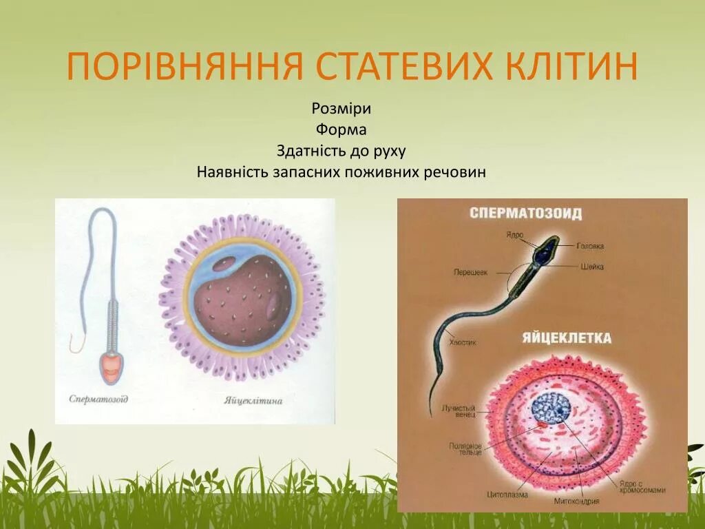 Как называются женские гаметы. Статеві клітини. Форма яйцеклітини. Строение половых гамет. Порівняльну характеристику статевих клітин.