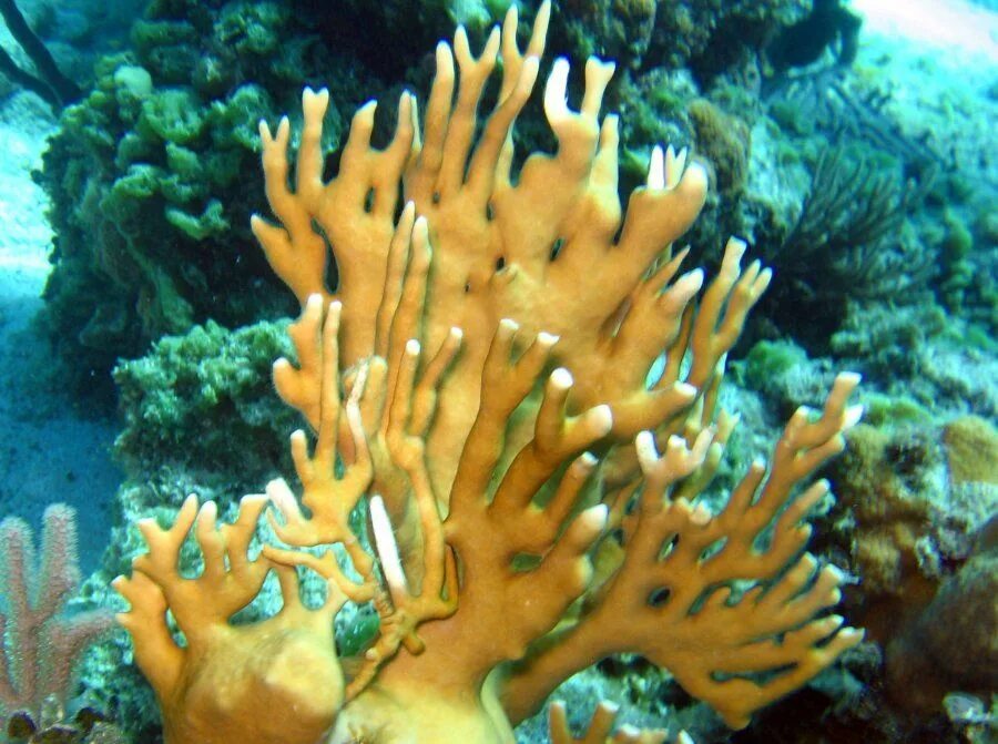 Coral 09. Миллепора коралл. Millepora alcicornis. Кораллы миллепора медуза. Коралл огонь.